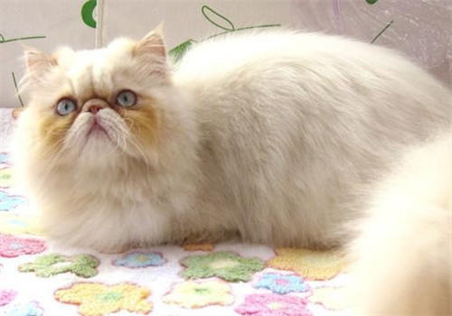 猫咪胃肠炎的临床症状