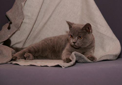 夏天猫咪的散热方法有哪些