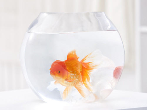 夏季应注意金鱼浮头和烫尾病