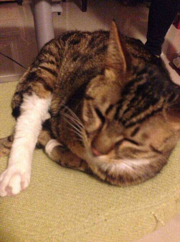 猫奴必须关注的几件事之半夜猫叫 猫奴必须关注的几件事之半夜猫叫