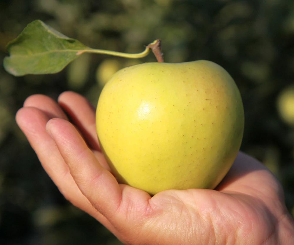 苹果成熟是什么季节