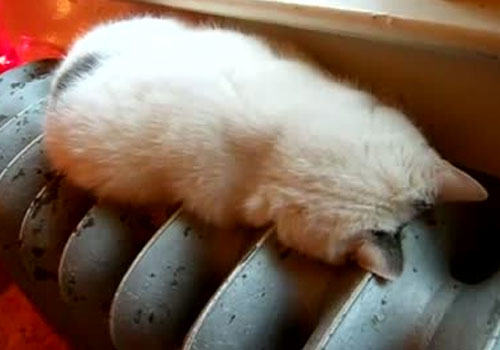 猫咪爱趴暖气也有害处？