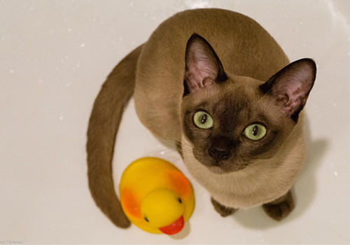饲养长毛猫好还是短毛猫好