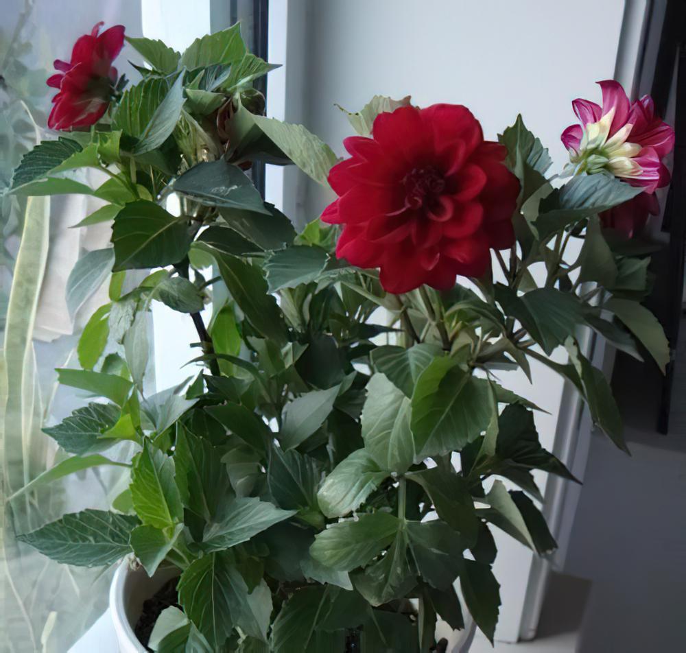 小丽花的养殖养护方法