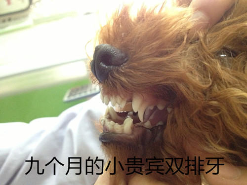 泰迪犬双排牙的危害