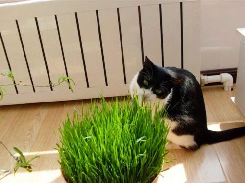 猫草是什么？猫草有什么作用？