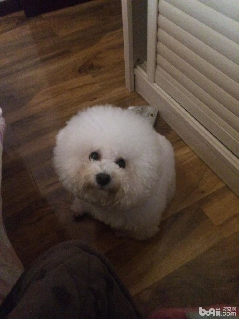 养狗之前要做好哪些心理准备？