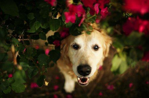 什么时候训练金毛犬最好