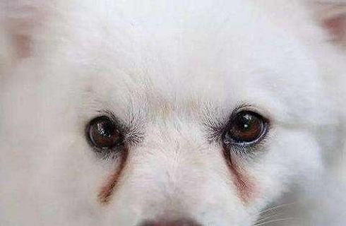 狗狗眼屎比较多怎么办？泪痕怎么消除？