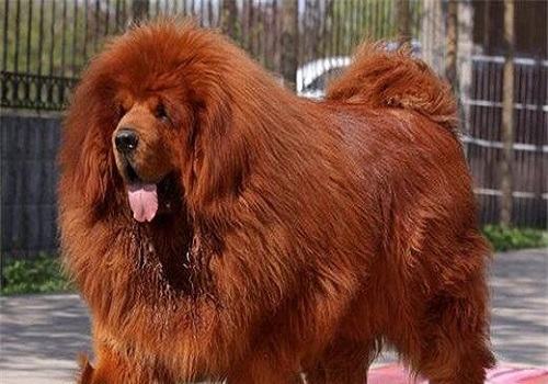 藏獒粘人如何训练 藏獒训练心得