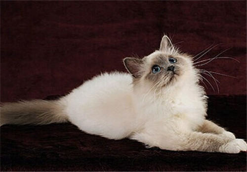 近年来猫咪受欢迎的原因是什么