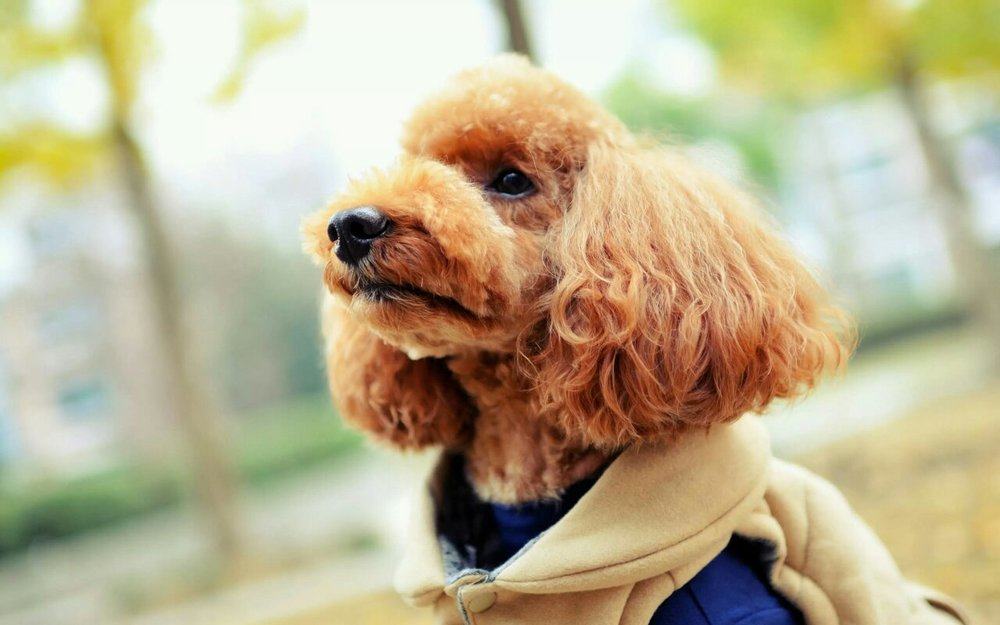 怎么给贵宾犬打理毛发