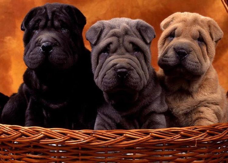 为沙皮狗护理口腔卫生