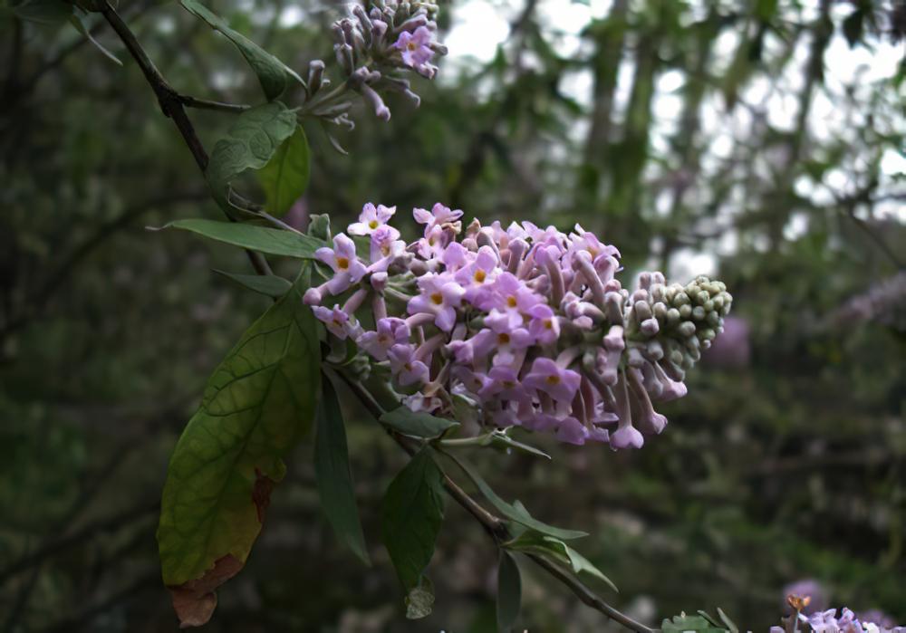 密蒙花的花语：幸福到来
