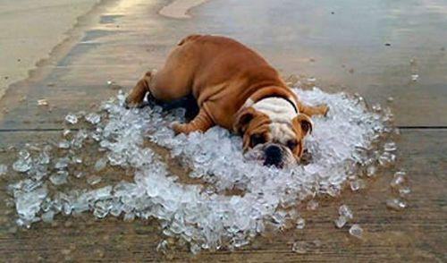 狗狗中暑了怎么办？狗狗中暑的治疗方法