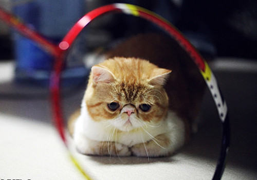 猫咪口臭的解决方法