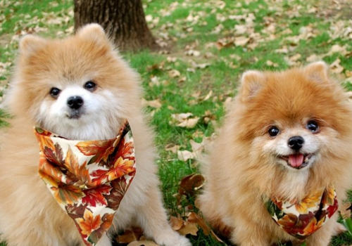 如何防止狗狗耍心机 如何防止狗狗耍心机