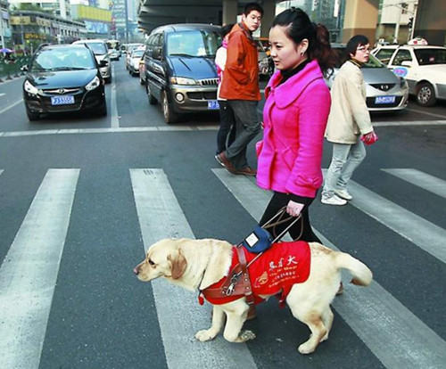 为什么导盲犬多为拉布拉多
