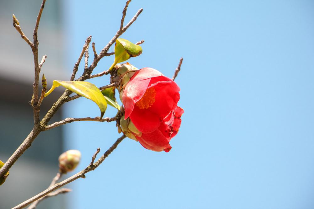 盆栽山茶花落叶是什么原因，什么时候开花