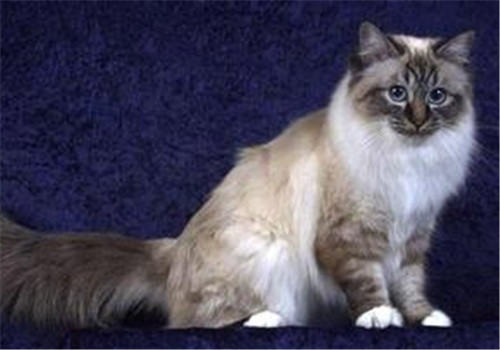 猫咪脐疝的病因分析