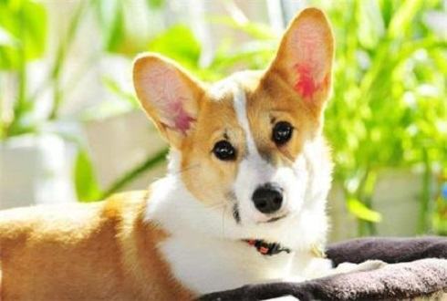 狗皮肤病怎么办？犬真菌皮肤病
