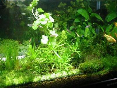 水族箱中如何正确的选择水草