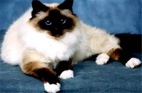 巴曼猫多少钱一只？巴曼猫价格