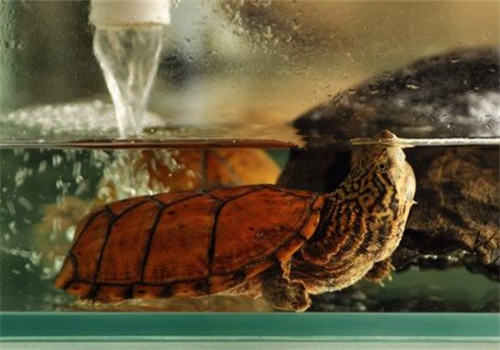 虎纹麝香龟的饲养环境