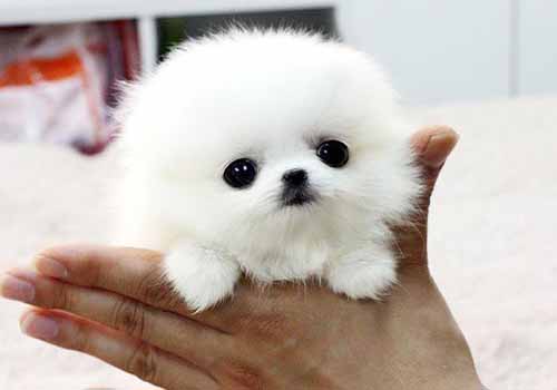 茶杯犬多少钱一只?