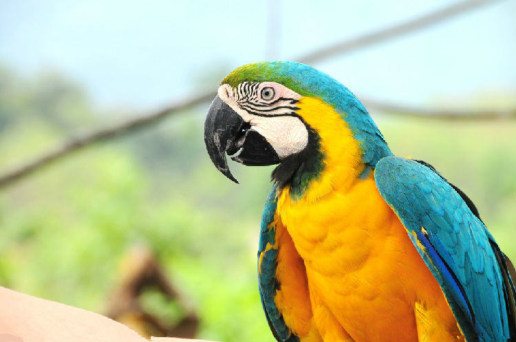 鹦鹉维生素的缺乏解决方法