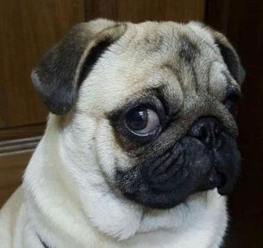 八哥狗好不好养？八哥狗饲养注意事项