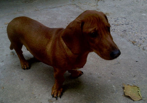 怎么给腊肠犬进行日常护理? 怎么给腊肠犬进行日常护理?