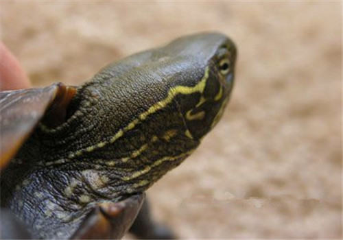 大头乌龟的基本形态特征