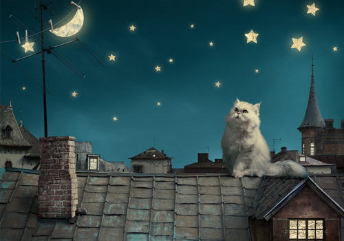 波斯猫掉毛怎么办