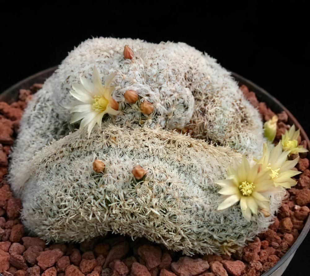 学一点，多肉植物拉丁学名小知识