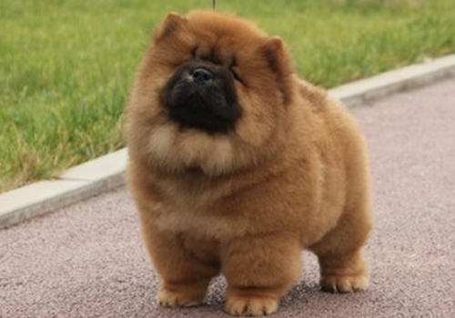 得食道虫病的犬有什么症状
