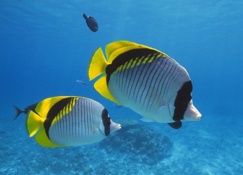 怎样预防鱼类的寄生虫