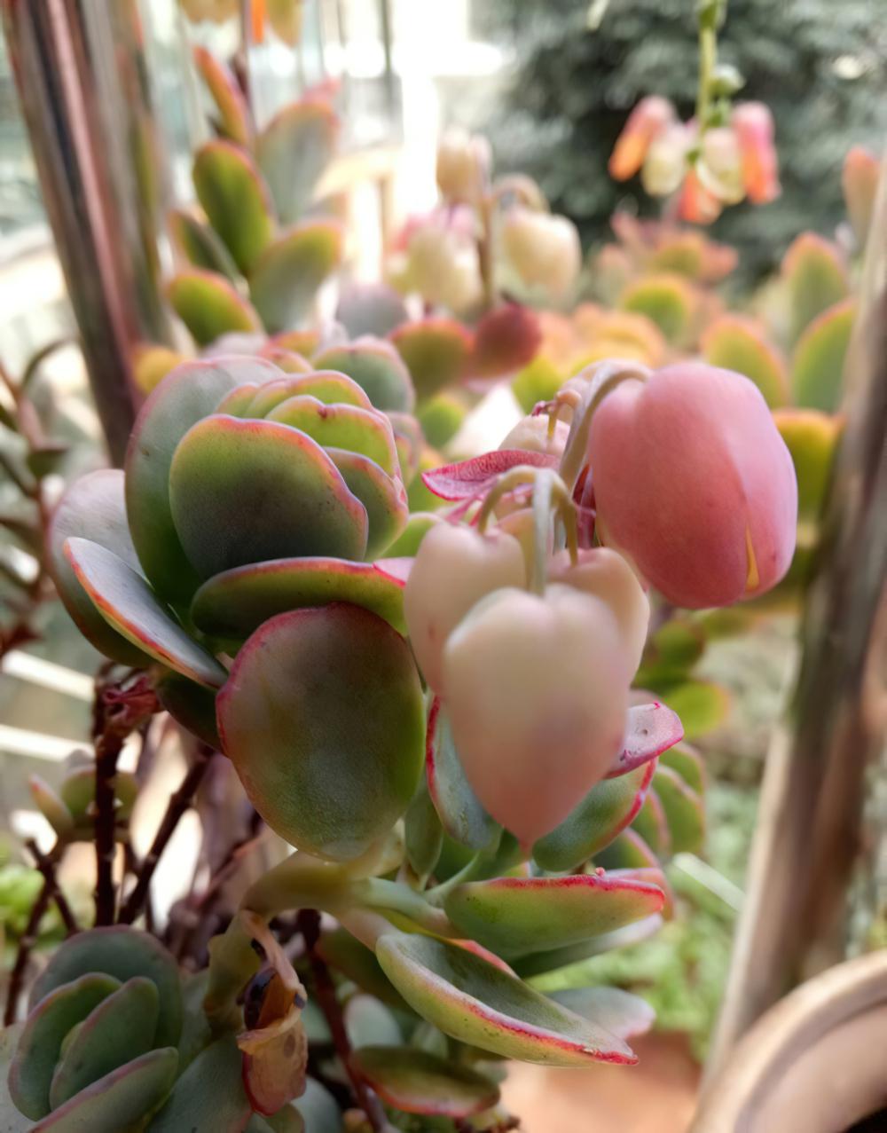 冻雨中我是那坚强的雪莲花，1°——7°露养的肉肉都是坚强的孩子