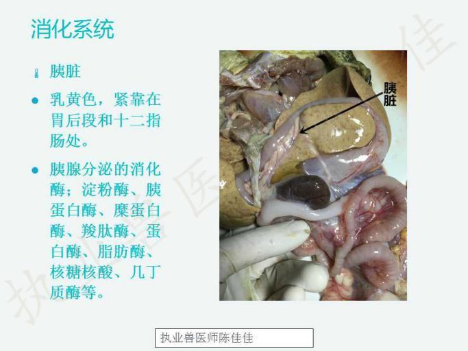 龟的消化系统、循环系统、淋巴系统介绍