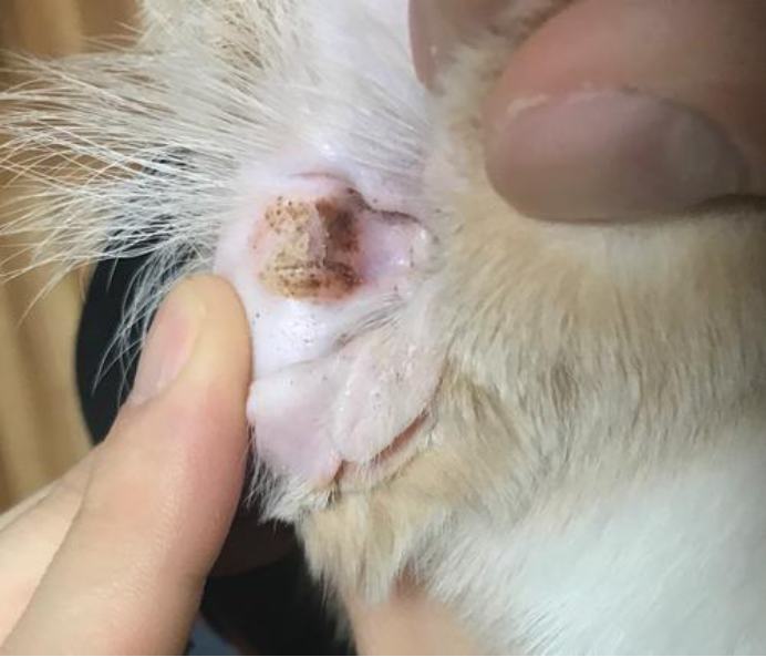 猫耳螨反复治不好?找对方法不用愁! 猫耳螨反复治不好?找对方法不用愁!