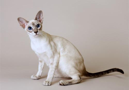 猫咪咽炎的诊断要点