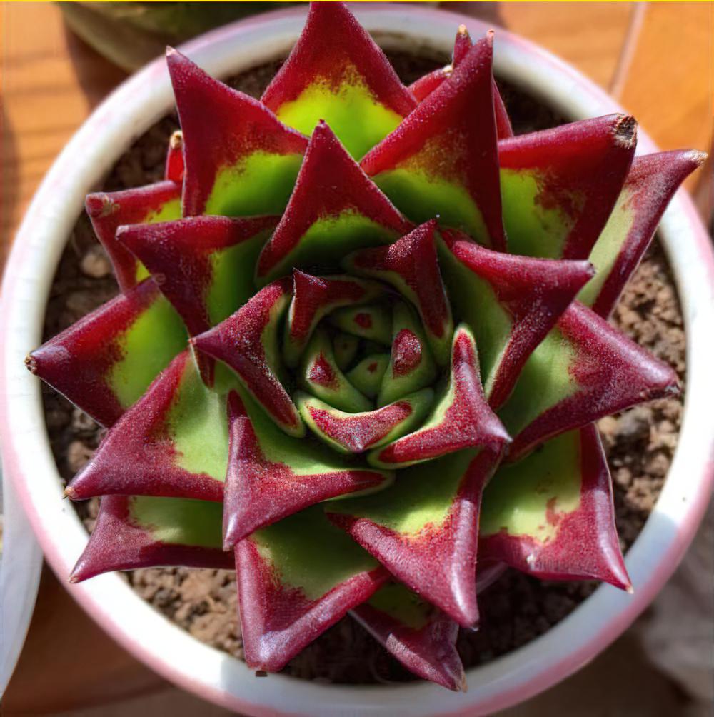 魅惑之宵（口红）Echeveria agavoides var. Corderoyi