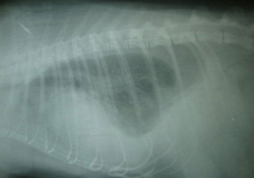 猫乳糜胸的治疗 猫乳糜胸的治疗