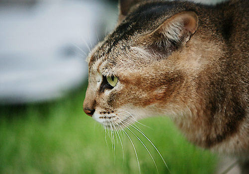 如何让猫咪不抗拒吃药