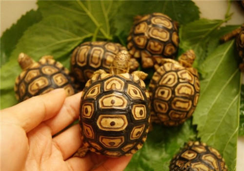 龟的寿命到底有多长? 龟的寿命到底有多长?