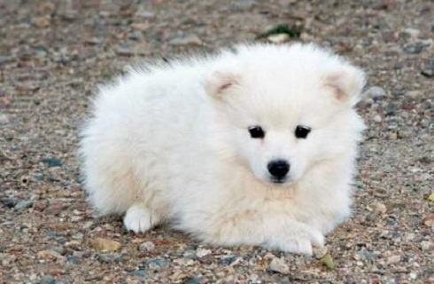 爱斯基摩犬价格多少?爱斯基摩犬价格盘点 爱斯基摩犬价格多少?爱斯基摩犬价格盘点
