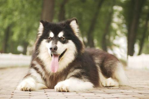 哈士奇犬与阿拉斯加雪橇犬有什么区别？
