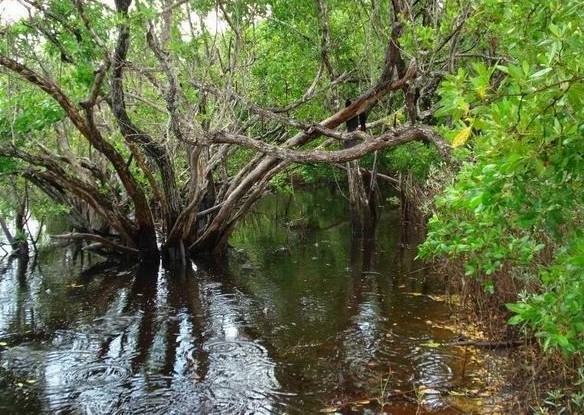 蛋龟之果核泥龟的介绍