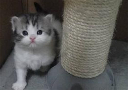 猫咪结膜炎的症状及治疗方法