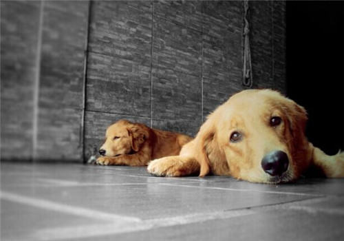 适合单身女性饲养的宠物有哪些